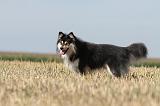 CHIEN FINNOIS DE LAPONIE 626